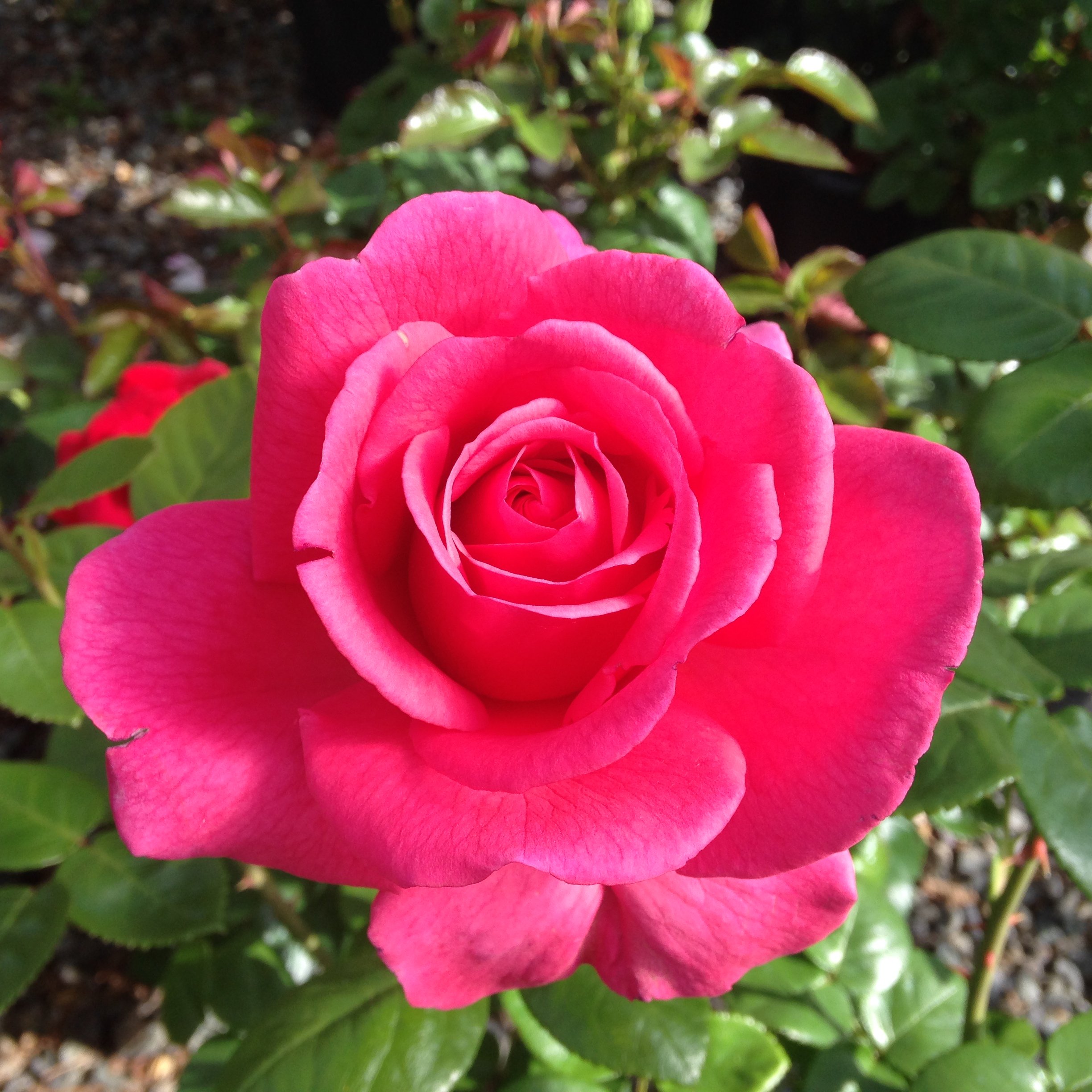 Melissa Darling — Select Roses